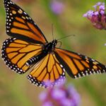 Self-Regeneration and Self-Rejuvenation Through Self-Acceptance