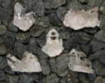 The 24 Holy Quartz Crystals Alchemy Kit - Image 3
